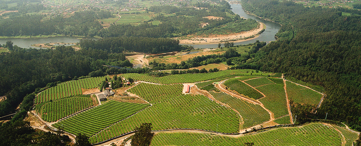 Landscape of the vineyards of Fillaboa Winery