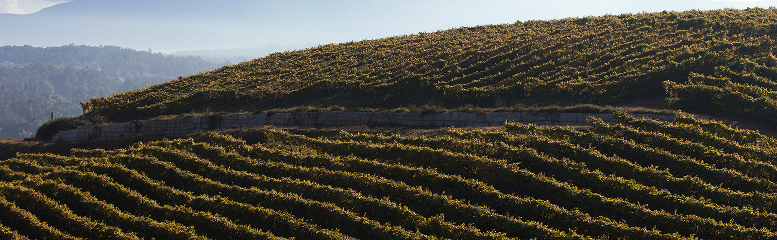Panoramic view of the Fillaboa vineyards
