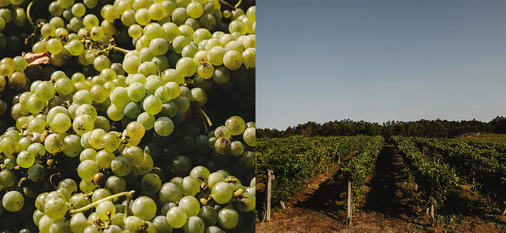 Racimos de uva albariño maduros en la viña