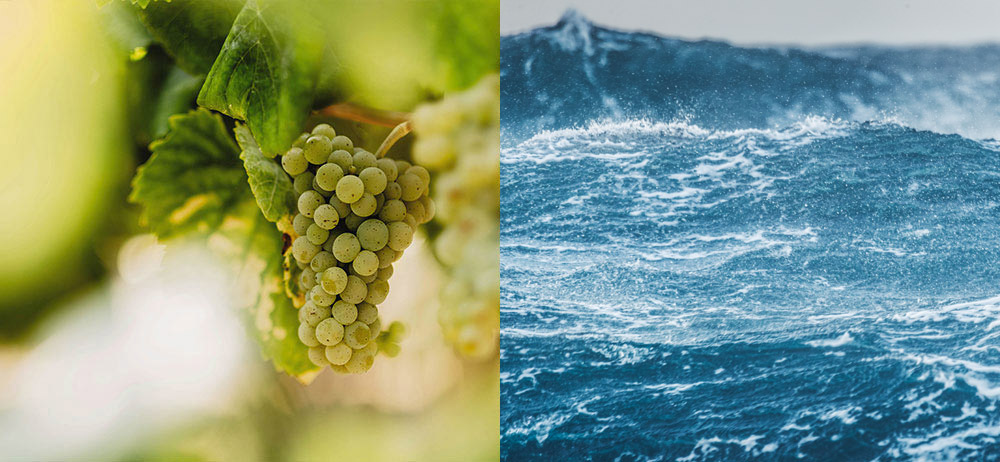 Racimo de uva albariño en la viña