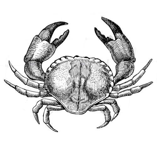 Ilustración grabada de un cangrejo