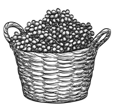 Grabado antiguo de un cesto con uvas