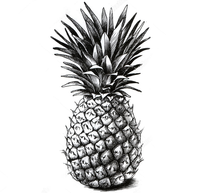 Ilustración grabada de una piña