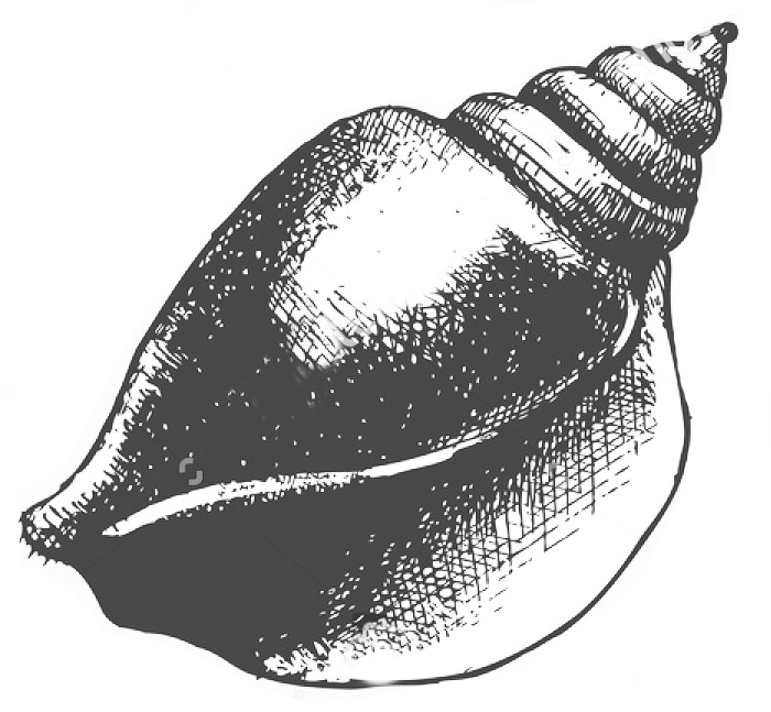 caracol